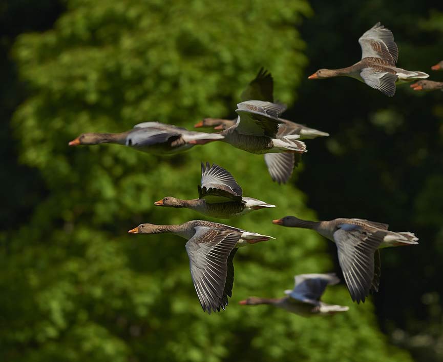 Wing Geese Canada-Geese Flock-Of-Birds