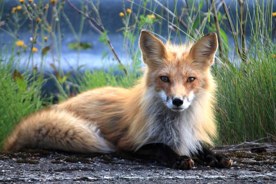 Quebec Perce Canada Fuchs