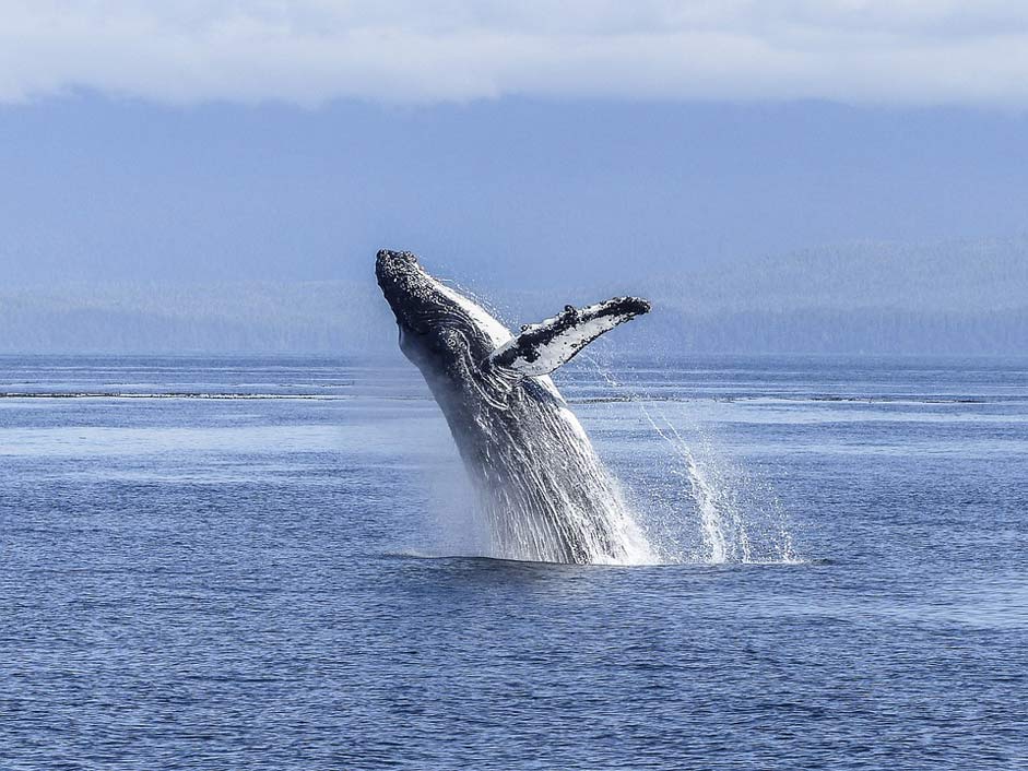 Mammal Nature Natural-Spectacle Humpback-Whale