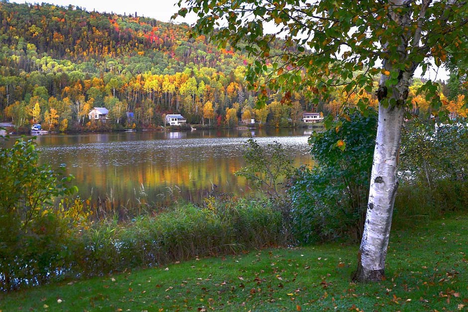 Trees Nature Fall Landscape