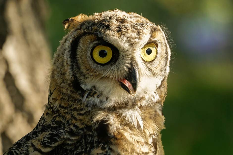 Bird Wild Grey-Horned Owl