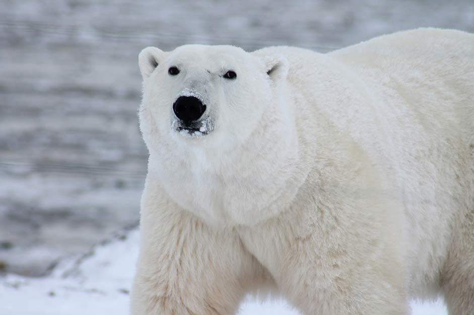 Snow Wildlife Arctic Polar-Bear