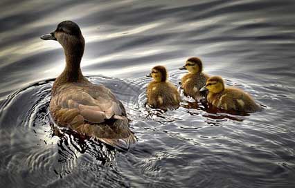 Black-Ducks Water Bird Ducklings Picture