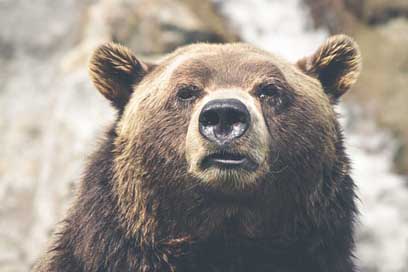 Brown-Bear Mammal Canada Grizzly Picture