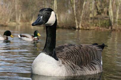 Water-Bird Poultry Canada-Goose Goose Picture