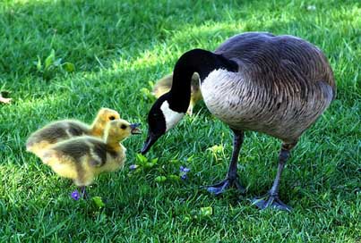 Canada-Goose Babys Fluffy Mother'S-Day Picture