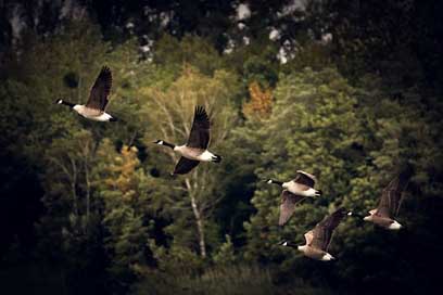 Autumn Wild-Goose Migratory-Birds Geese Picture