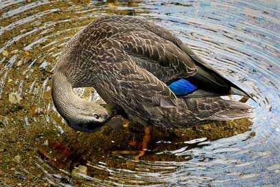 Black-Duck Lake Nature Birds Picture