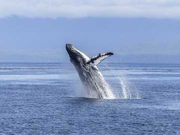 Humpback-Whale Mammal Nature Natural-Spectacle Picture