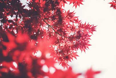 Maple Autumn Red Leaves Picture