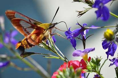 Hummingbird-Sphinx-Moth  Summer-Flowers Butterfly Picture