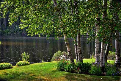 Landscape Lake Trees Birch Picture