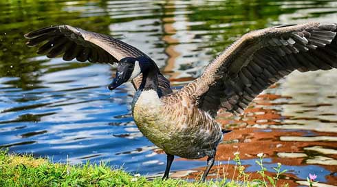 Canada-Goose Nature Wild-Bird Branta-Canadensis Picture