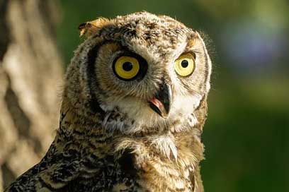 Owl Bird Wild Grey-Horned Picture