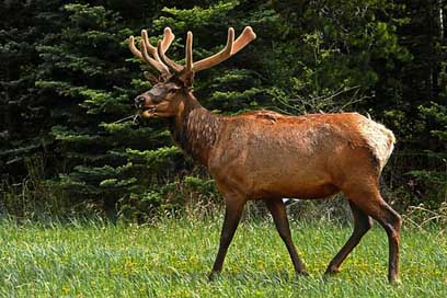 Elk Antlers Wildlife Deer Picture