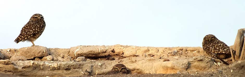 Chile Owl Family Birds