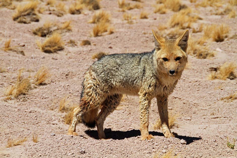 Tourism South Atacama-Desert Chile