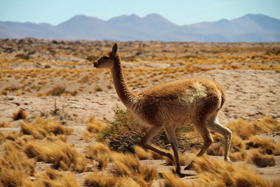 Tourism South Atacama-Desert Chile