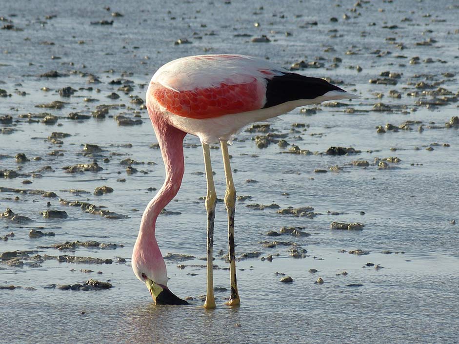 Atacama South-America Chile Flamingo