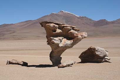 Desert Chile Atacama Life Picture