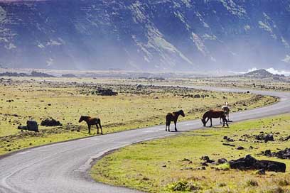 Horses Horse Free Flock Picture