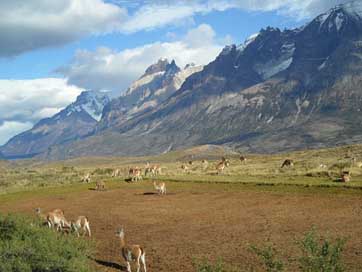Patagonia Chile Mountains Alpacas Picture