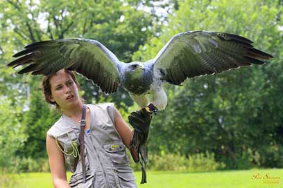 Bird-Of-Prey Chile-Arend Nature Birds Picture