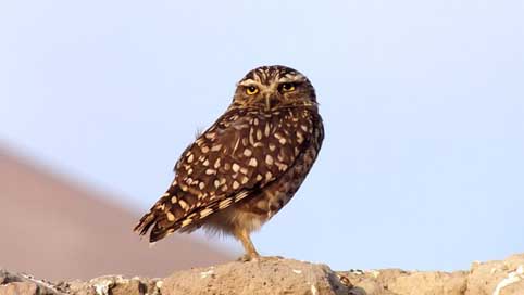 Owl  Desert Chile Picture