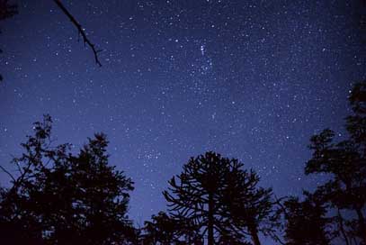 Sky Light Trees Star Picture