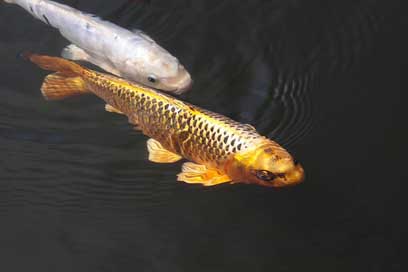 Brocade-Carp Fish Carp Koi Picture