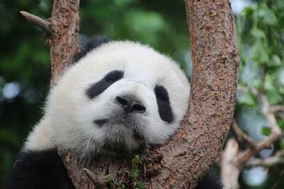 Panda Rest Sleep Panda-Bear Picture