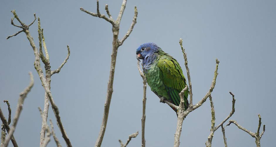 Animal-Exotic Fauna Green-Parrot Ave