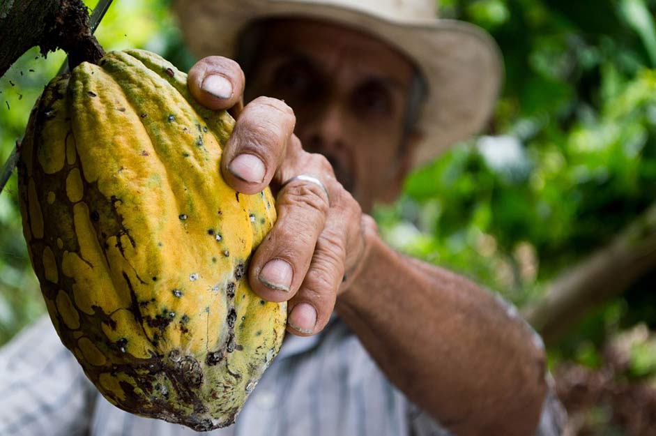 Peasant Colombia Man Cocoa