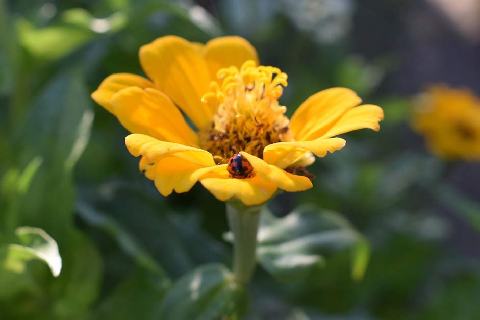  Ladybug Flowers Colombia