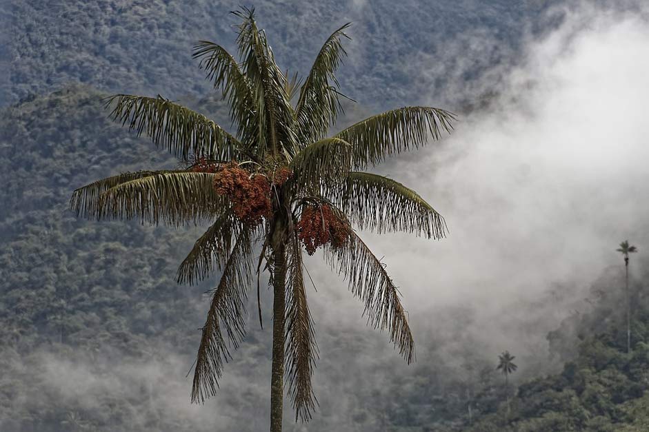 Tree Quindio-Wax-Palm Palm Colombia