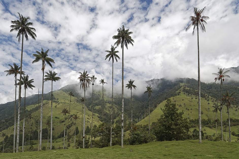 Wax-Palm-Trees Cocora-Valley Palm-Trees Colombia