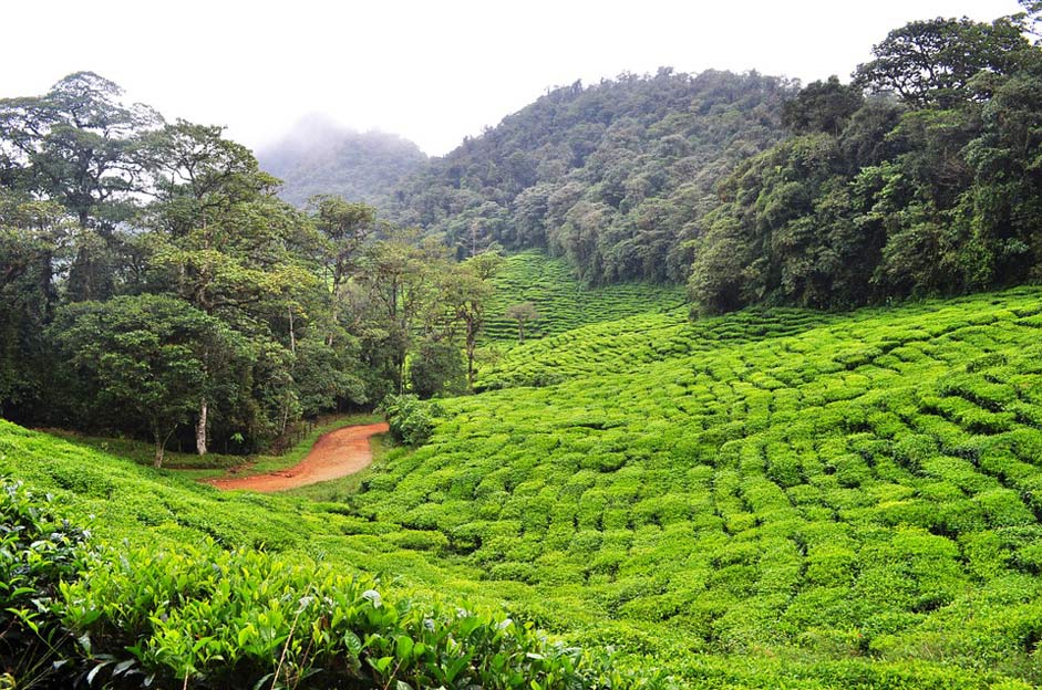 Environment Colombia Green-Tea Dapa