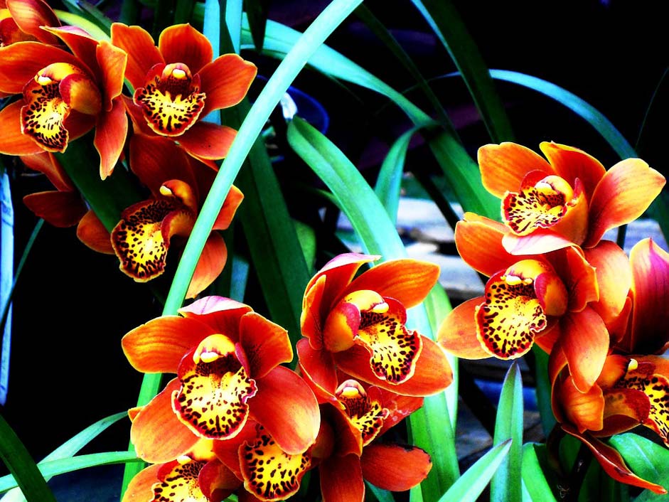 Garden Colombian Orchid Flower
