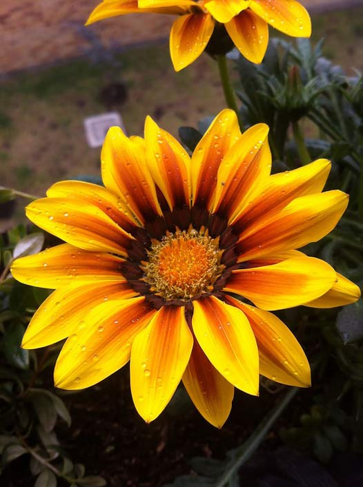 Yellow-Flower Petals Sunflower Flower