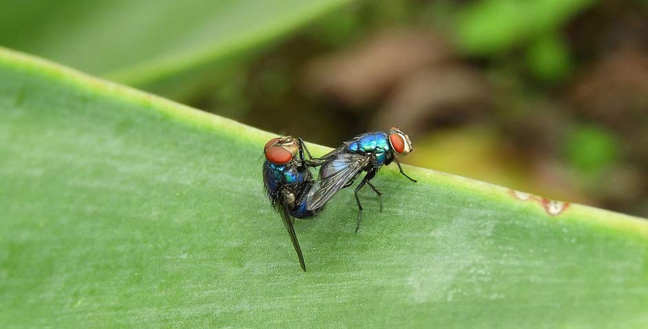 Colombia Flies Insects Macro