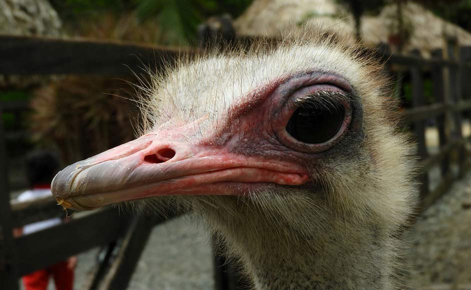 Eyes Ostrich Ave Nature