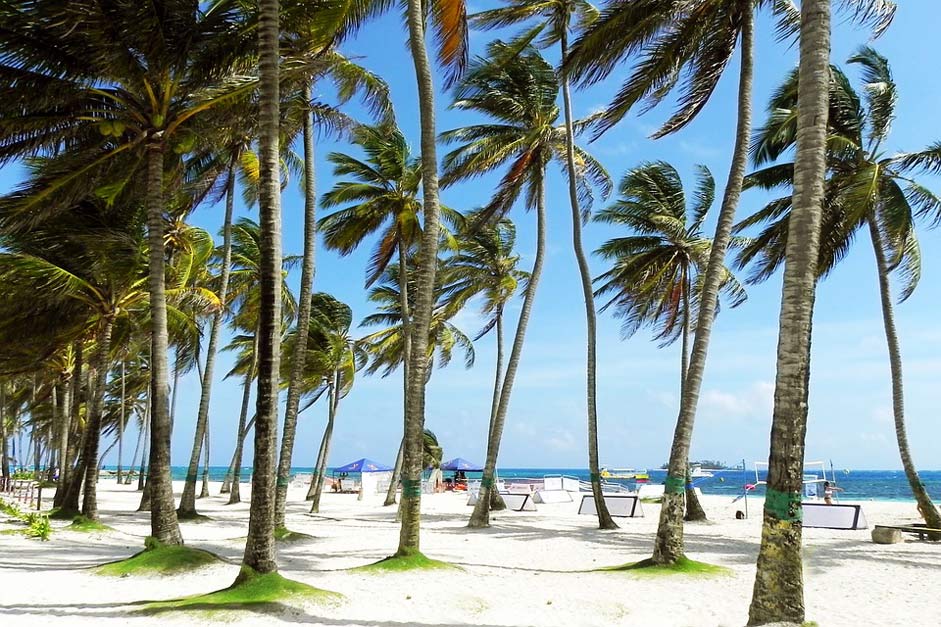 Beach Sunny Palm-Tree Palms