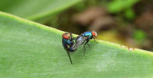 Macro Colombia Flies Insects Picture