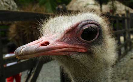 Nature Eyes Ostrich Ave Picture