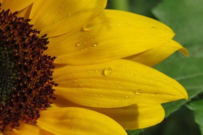 Sunflower Nature Yellow Flower Picture