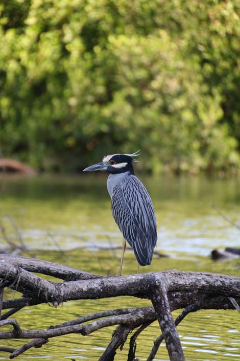  Costa-Rica River Bird