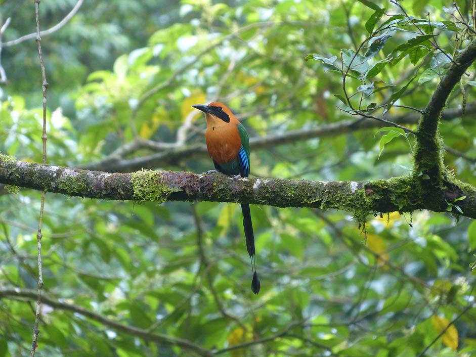 Motmot Momotus-Momota Bird Blauscheitelmotmot