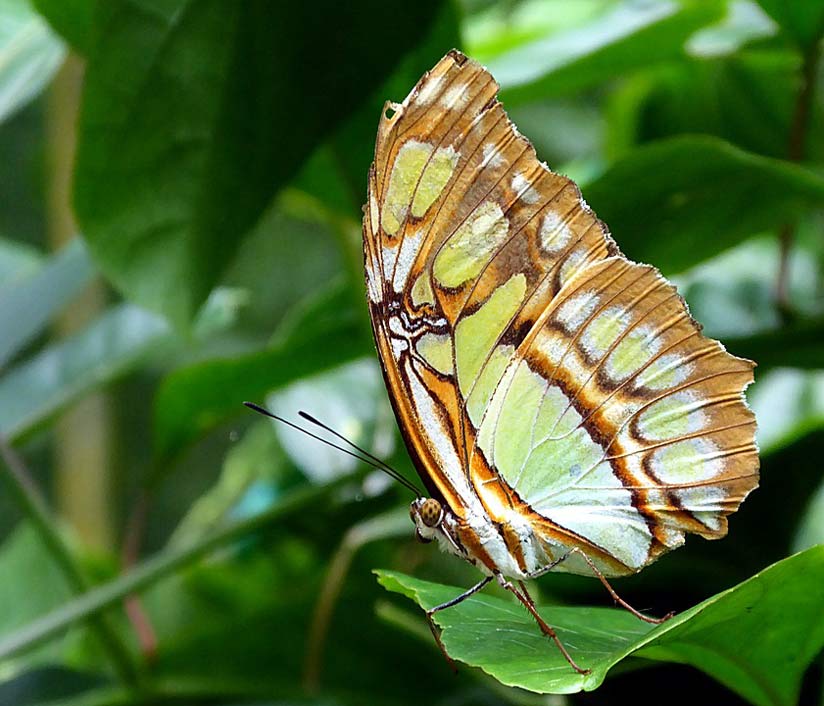 Animal Costa-Rica Lepidoptera Butterfly