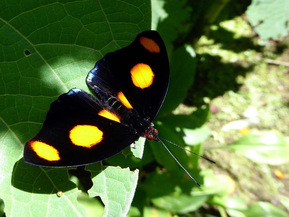 Costa-Rica Black Orange-Task Butterfly