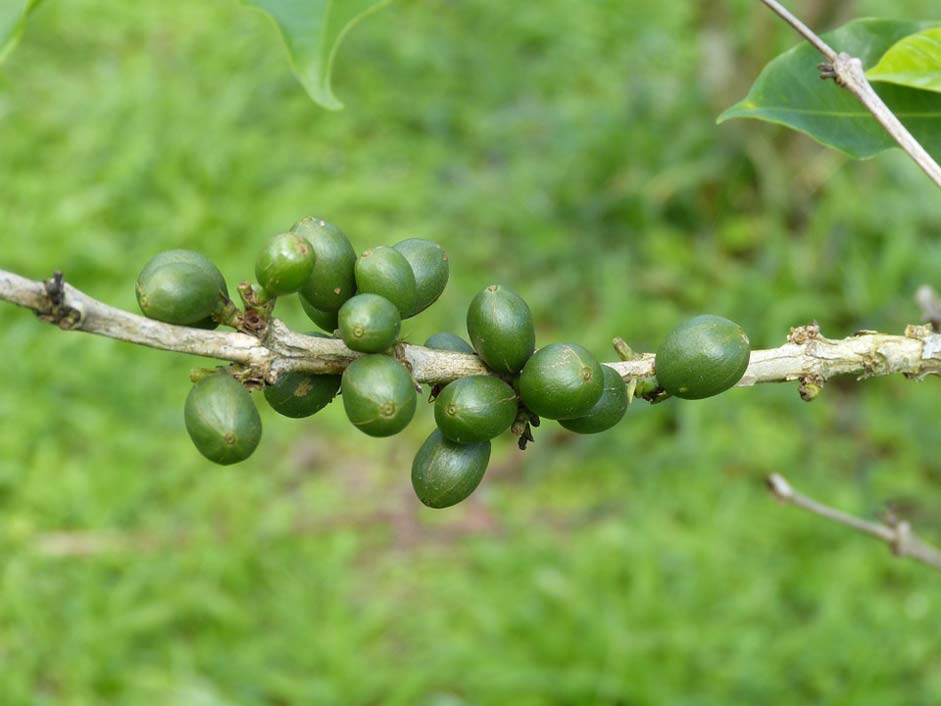 Beans Berries Coffee Coffee-Beans